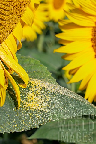 Sunflower_Helianthus_annuus_leaf_sprinkled_with_pollen_under_a_flower_head_Gers_France