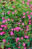 Marvel-of-peru (Mirabilis jalapa) in bloom in garden