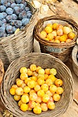 Harvesting red plums and mirabelle plums in baskets and flowers