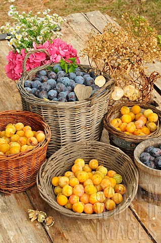 Harvesting_red_plums_and_mirabelle_plums_in_baskets_and_flowers