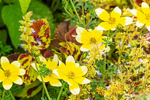 Bidens_Lemon_Moon_flowers