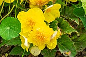 Begonia tuberhybrida Non Stop Jaune , flowers