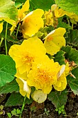 Begonia tuberhybrida Non Stop Jaune , flowers