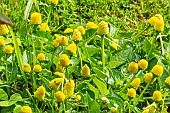 Toothache Plant, Spilanthes oleracera, flowers