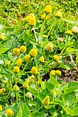 Toothache Plant, Spilanthes oleracera, flowers