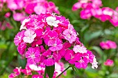 Sweet William Amazon Rose Magic, Dianthus barbatus x caryophyllus Amazon Rose Magic, flowers
