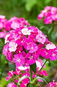 Sweet William Amazon Rose Magic, Dianthus barbatus x caryophyllus Amazon Rose Magic, flowers
