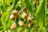 Horse Chestnut, esculus pavia var. discolor, fruits