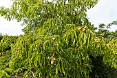 Horse Chestnut, esculus pavia var. discolor, fruits
