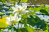 Sacred Lotus (Nelumbo nucifera) flowers, , Parc Floral de Vincennnes, Paris, France