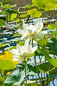 Sacred Lotus (Nelumbo nucifera) flowers, , Parc Floral de Vincennnes, Paris, France