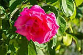 Rosa The Mc Cartney Rose, Breeder : Meilland (FRA) 1992