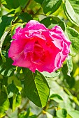 Rosa The Mc Cartney Rose, Breeder : Meilland (FRA) 1992