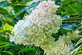 Panicled hydrangea, Hydrangea paniculata Vanille Fraise, flowers