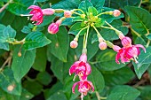 Ladys Eardrops, Fuchsia Nautilus Breeder : Lemoine (FRA) 1901, flowers