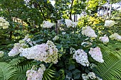 Panicled hydrangea, Hydrangea paniculata Vanille Fraise, flowers and Ostrich fern (Matteuccia struthiopteris)
