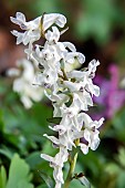 Spring fumewort (Corydalis solida), white flowers on the ground of an undergrowth in spring, at the edge of the Moselle river near Liverdun, Lorraine, France