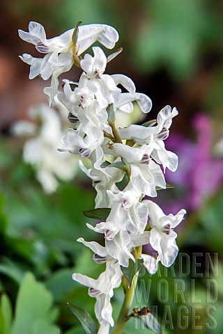 Spring_fumewort_Corydalis_solida_white_flowers_on_the_ground_of_an_undergrowth_in_spring_at_the_edge