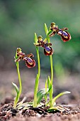 Mirror orchid (Ophrys speculum), 3 flowering plants facing the same direction in spring, undergrowth near Hyères, Var, France
