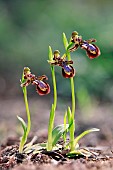 Mirror orchid (Ophrys speculum), 3 flowering plants facing the same direction in spring, undergrowth near Hyères, Var, France
