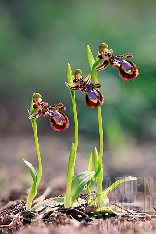 Mirror_orchid_Ophrys_speculum_3_flowering_plants_facing_the_same_direction_in_spring_undergrowth_nea