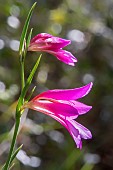 Italian Gladiolus (Gladiolus italicus) flowers in spring in the undergrowth around Hyères, Var, France