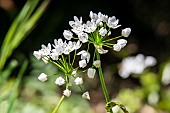 White Garlic (Allium neapolitanum), detail of flowers in spring, undergrowth near Hyères, Var, France