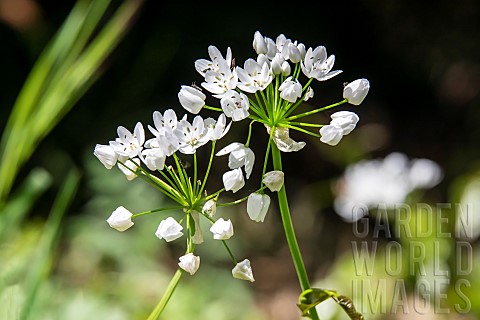 White_Garlic_Allium_neapolitanum_detail_of_flowers_in_spring_undergrowth_near_Hyres_Var_France