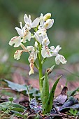 Provence orchid (Orchis provincialis) detail of a flowering plant in spring in an undergrowth near Pierrefeu du Var, Var, France