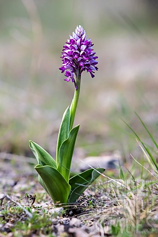 Military_orchid_Orchis_militaris_solitary_plant_in_flower_in_spring_LorryMardigny_limestone_grasslan