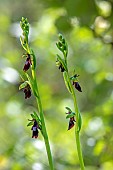 Fly orchid (Ophrys insectifera) detail of flowers on 2 feet in spring, limestone lawn of Lorry-Mardigny, Lorraine, France