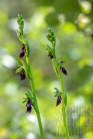 Fly_orchid_Ophrys_insectifera_detail_of_flowers_on_2_feet_in_spring_limestone_lawn_of_LorryMardigny_