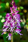 Hybrid Orchis (Orchis purpureax Orchis militaris) Detail of flowers in spring, Lorry-Mardigny limestone lawn, Lorraine, France