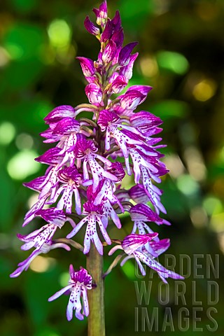 Hybrid_Orchis_Orchis_purpureax_Orchis_militaris_Detail_of_flowers_in_spring_LorryMardigny_limestone_
