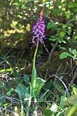 Hybrid Orchis (Orchis purpureax Orchis militaris) solitary plant in flower in spring, limestone grassland of Lorry-Mardigny, Lorraine, France