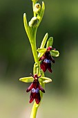 Fly orchid (Ophrys insectifera) detail of flowers in spring, Lorry-Mardigny limestone lawn, Lorraine, France