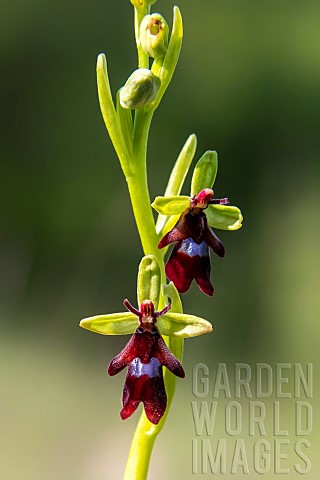 Fly_orchid_Ophrys_insectifera_detail_of_flowers_in_spring_LorryMardigny_limestone_lawn_Lorraine_Fran
