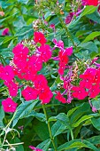 Fall phlox, Phlox paniculata Red Riding Hood, flowers