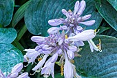 Plantain Lily, Hosta tardiana Color Glory, flowers