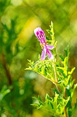 Botanic Geranium, Pelargonium pseudoglutinosum, flower
