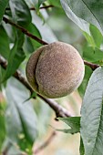 Vineyard peach, Gers, France