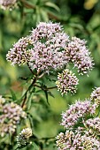 Hemp agrimony (Eupatorium cannabinum) flowers, Gers, France