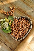 Harvesting hazelnuts, fruit of the hazel tree (Corylus avellana)