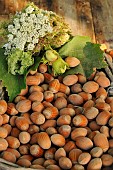 Harvesting hazelnuts, fruit of the hazel tree (Corylus avellana)