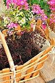 Black Elder (Sambucus nigra), Elder fruit harvest, benefit, fruit to be eaten cooked