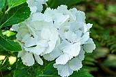 Hydrangea macrophylla Snow Ball, flowers