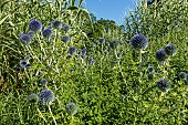 Russian globe thistle (Echinops subsp. ruthenicus), flowers and Giant reed, Arundo donax Variegata