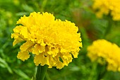 African Marigold, Tagetes erecta Sierra Yellow, flower