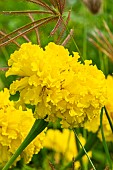 African Marigold, Tagetes erecta Sierra Yellow, flower