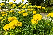 African Marigold, Tagetes erecta Sierra Yellow, flowers